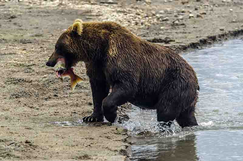 Oso Pardo - Kamchatka - Rusia 32.jpg